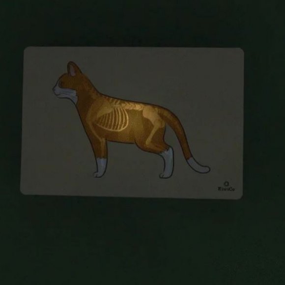 KiwiCo Kiwi Crate Science Kit Veterinarian Doctor's set X-ray lightbox Anatomy M - Picture 16 of 16